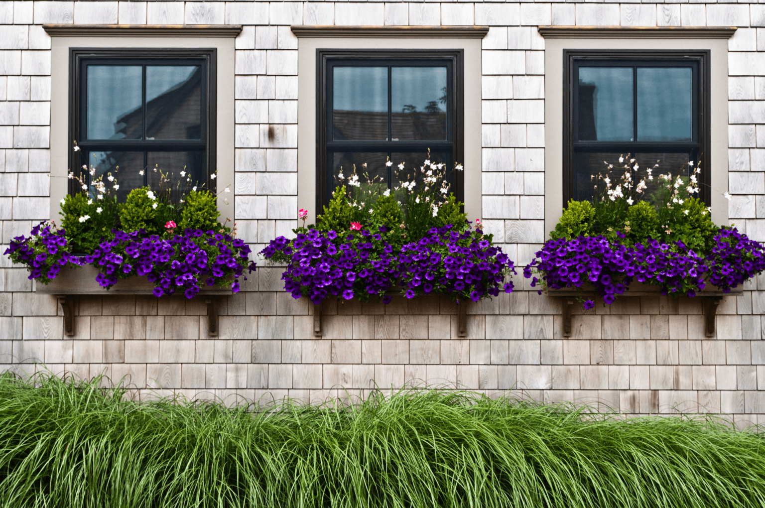 Plant window. Ампельная петуния на балконе. Петуния балкон Джульетты. Петуния веранда Салмон.